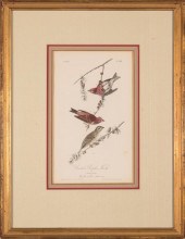 JOHN JAMES AUDUBON (AMERICAN,