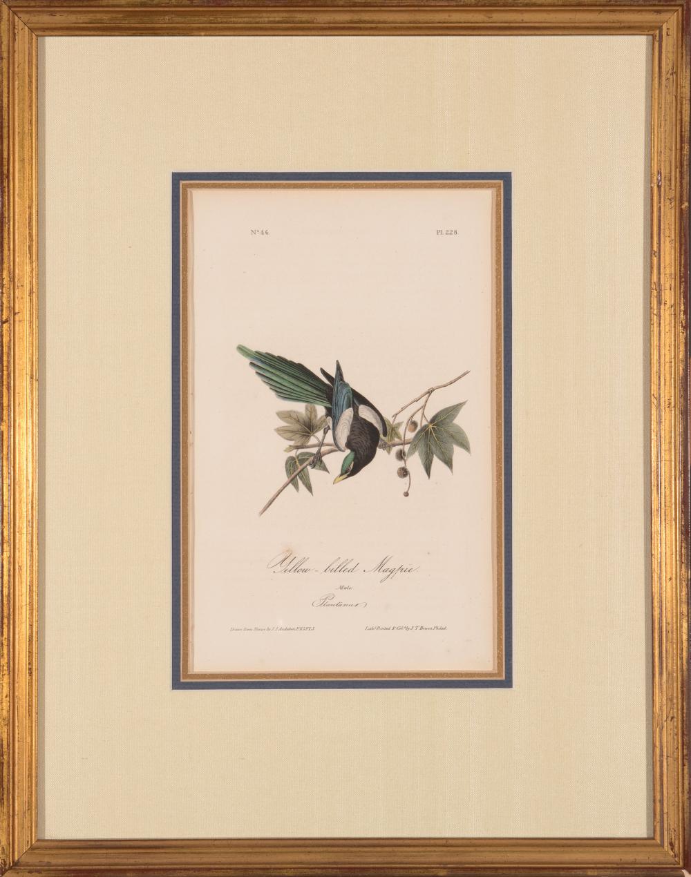 JOHN JAMES AUDUBON (AMERICAN,