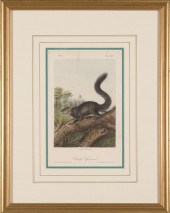 JOHN JAMES AUDUBON (AMERICAN,