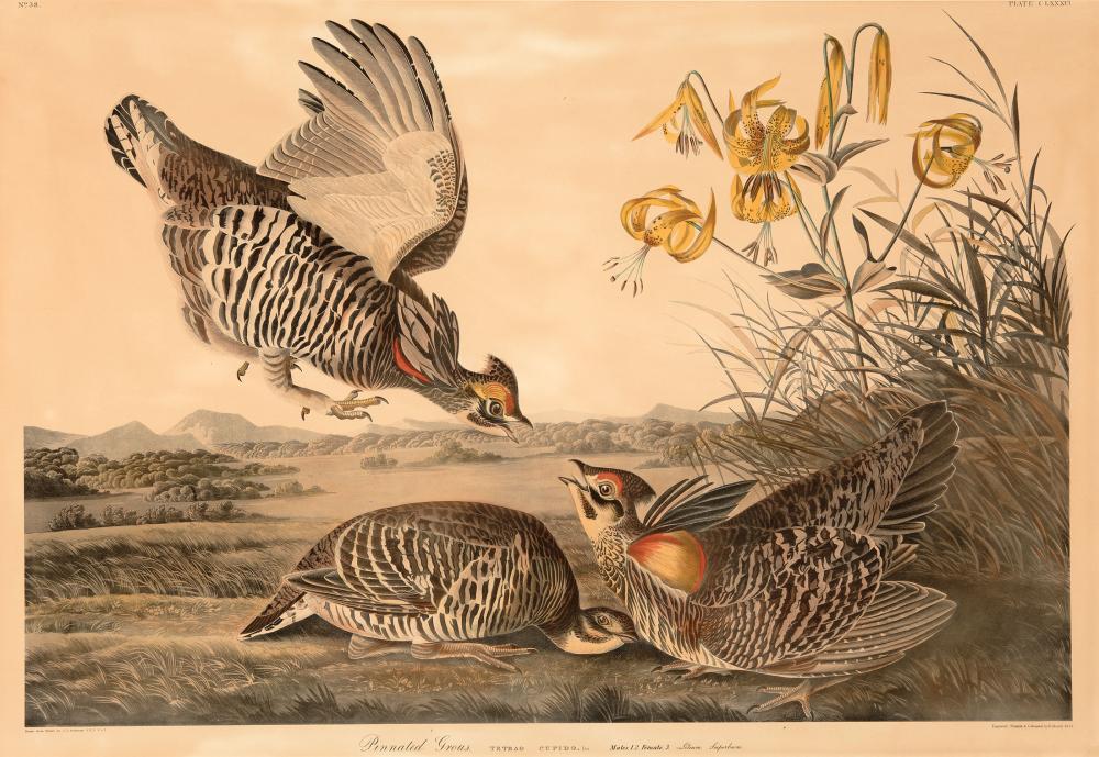 JOHN JAMES AUDUBON (AMERICAN,