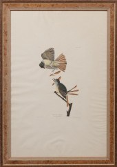 JOHN JAMES AUDUBON (AMERICAN,