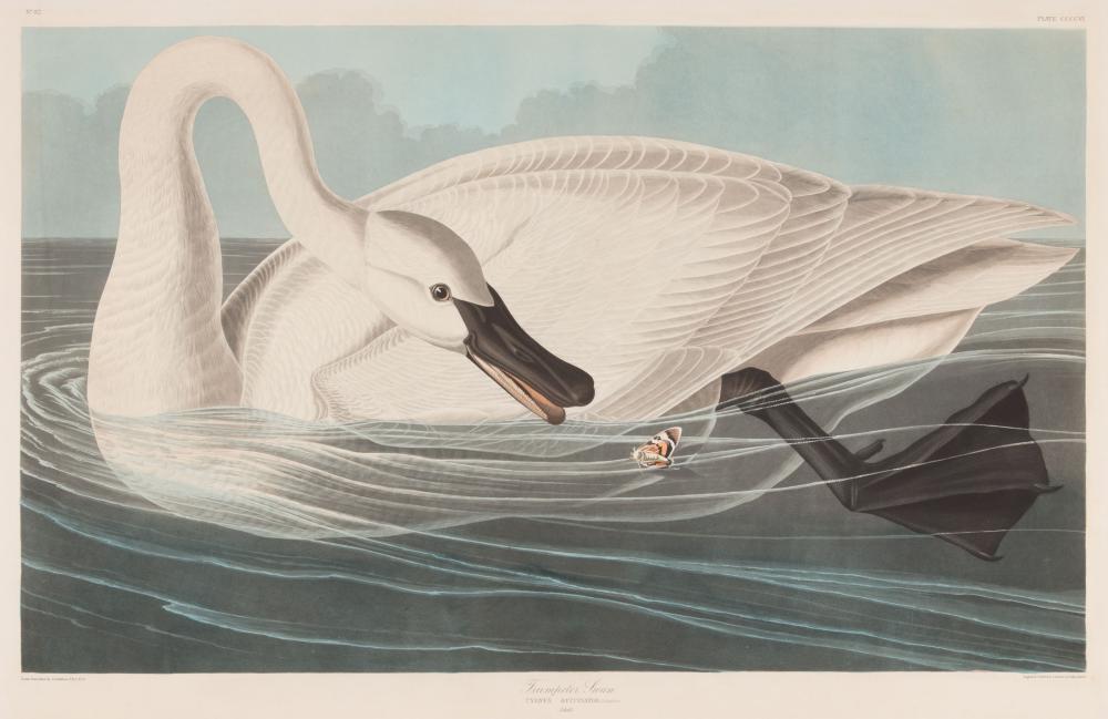 JOHN JAMES AUDUBON (AMERICAN,