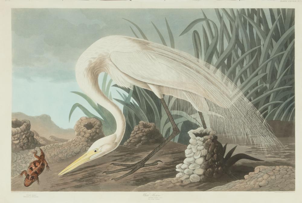 JOHN JAMES AUDUBON (AMERICAN,