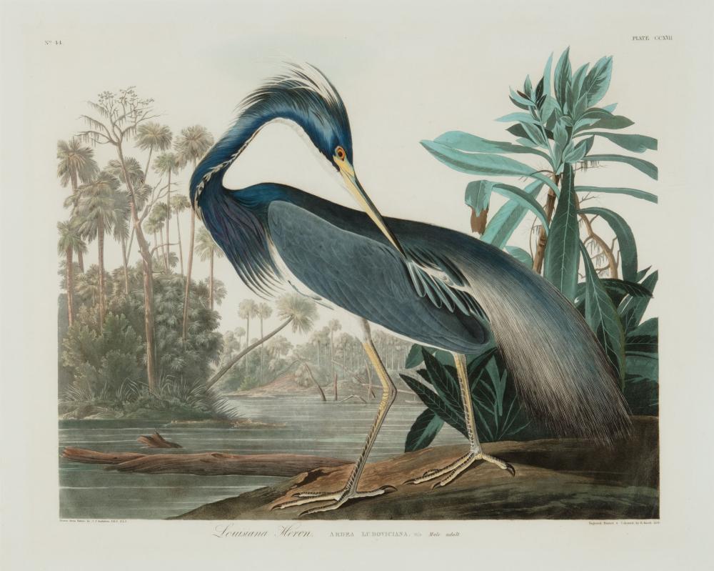 JOHN JAMES AUDUBON (AMERICAN,