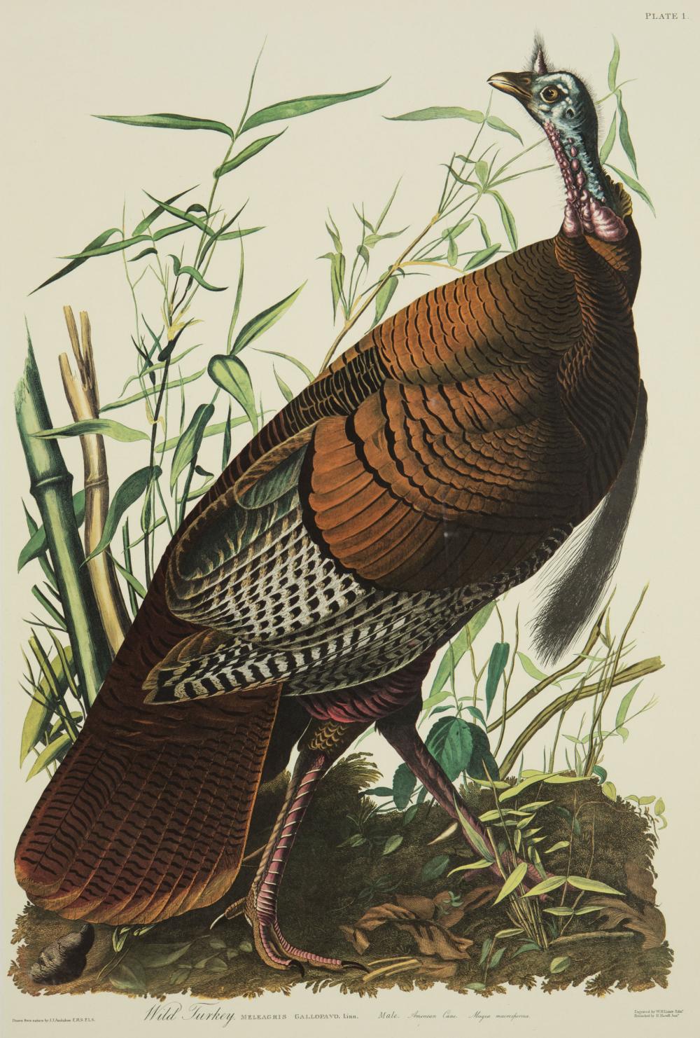JOHN JAMES AUDUBON (AMERICAN,