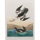 JOHN JAMES AUDUBON, BIRDS OF A