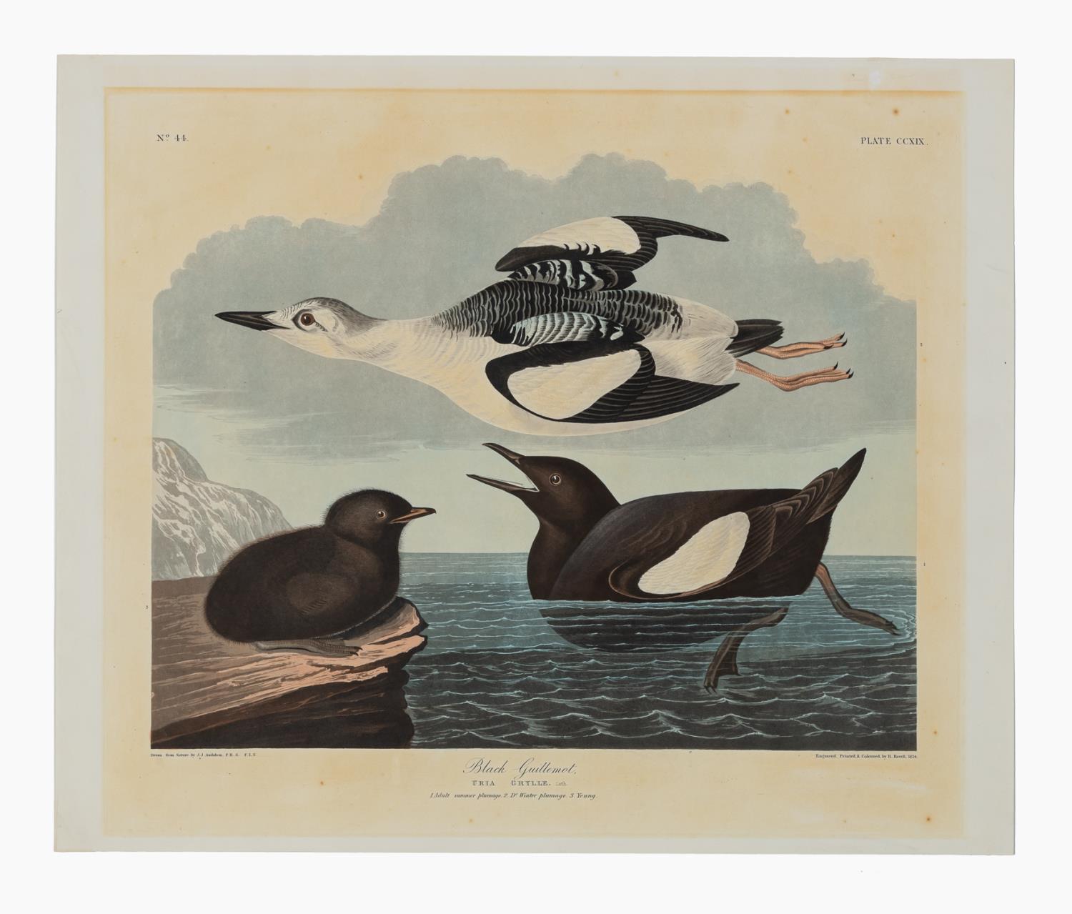 JOHN JAMES AUDUBON, "BLACK