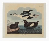 JOHN JAMES AUDUBON, "BLACK GUI
