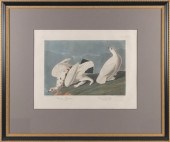 JOHN JAMES AUDUBON ELEPHANT FO