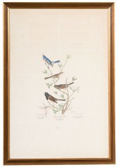 John James Audubon Finch Engra