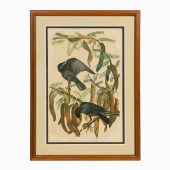 JOHN JAMES AUDUBON "FISH CROW"