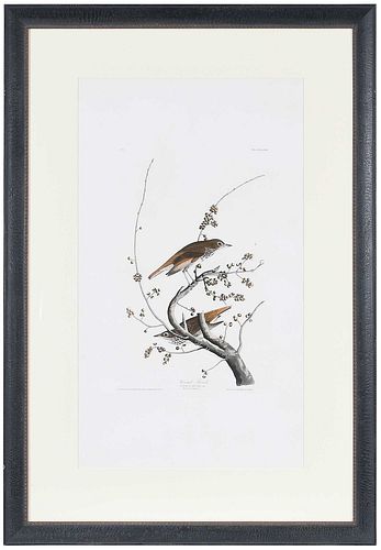 JOHN JAMES AUDUBON - HERMIT