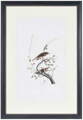JOHN JAMES AUDUBON - HERMIT TH