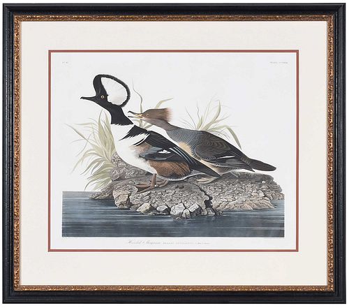 JOHN JAMES AUDUBON - HOODED