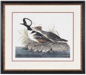 JOHN JAMES AUDUBON - HOODED ME