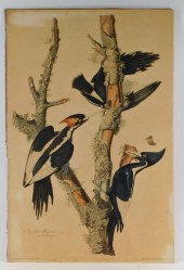 JOHN JAMES AUDUBON IVORY-BILLE