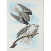 JOHN JAMES AUDUBON, LARGE SCAL
