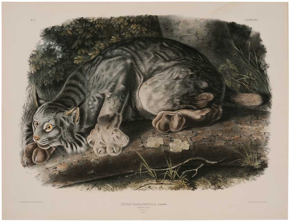 John James Audubon (New York,