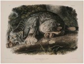 John James Audubon (New York,