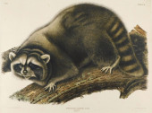 JOHN JAMES AUDUBON (NEW YORK,