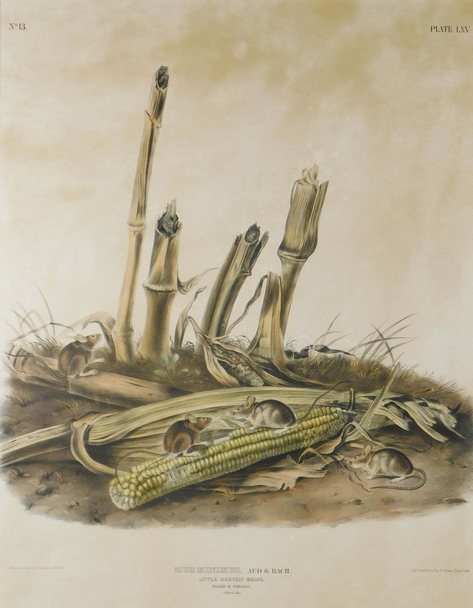 JOHN JAMES AUDUBON (NEW YORK,