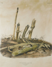 JOHN JAMES AUDUBON (NEW YORK,