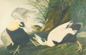 JOHN JAMES AUDUBON (NEW YORK,