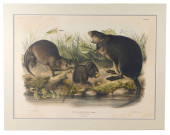 JOHN JAMES AUDUBON (NEW YORK,