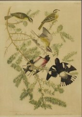 JOHN JAMES AUDUBON ORNITHOLOGY