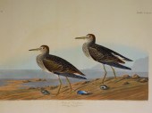 JOHN JAMES AUDUBON PECTORAL SA