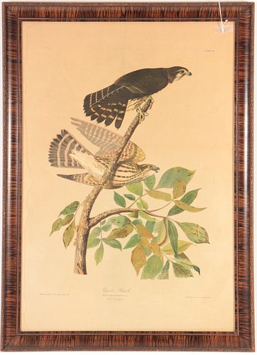 JOHN JAMES AUDUBON - PIGEON HAWK