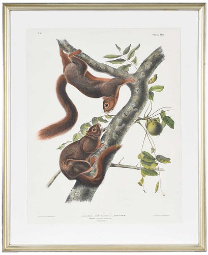 JOHN JAMES AUDUBON, RED BELLIED