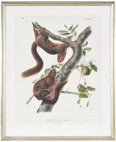 JOHN JAMES AUDUBON, RED BELLIE