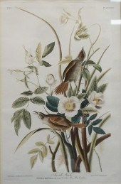 JOHN JAMES AUDUBON, SEASIDE FI
