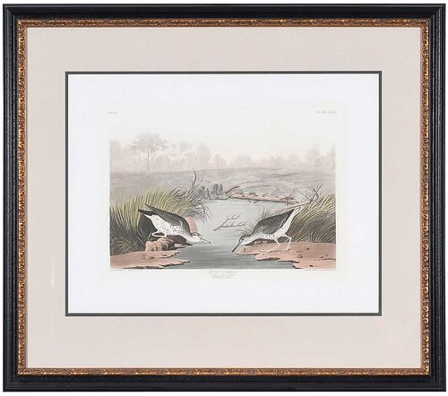 JOHN JAMES AUDUBON - SPOTTED