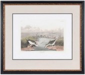 JOHN JAMES AUDUBON - SPOTTED S