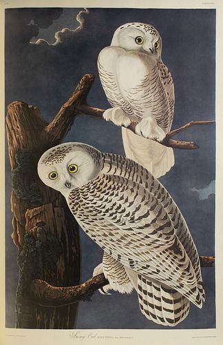 JOHN JAMES AUDUBON THE BIRDS OF