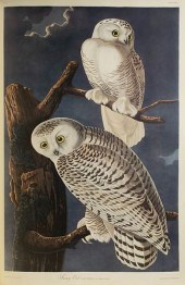 JOHN JAMES AUDUBON THE BIRDS O