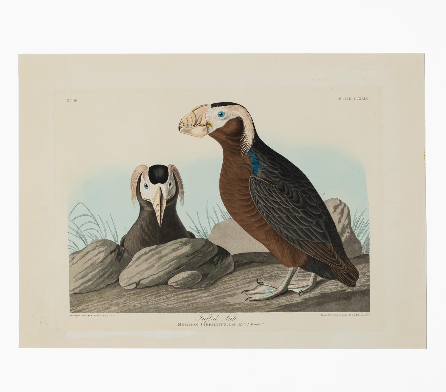 JOHN JAMES AUDUBON "TUFTED AUK",