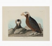 JOHN JAMES AUDUBON "TUFTED AUK