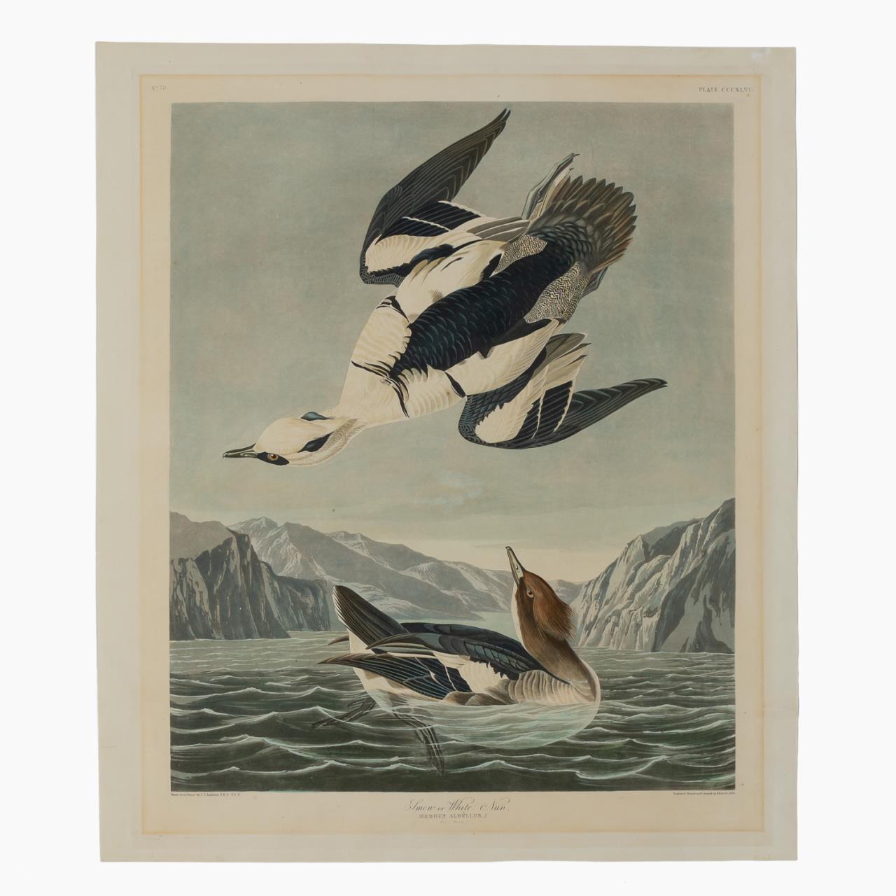 JOHN JAMES AUDUBON "WHITE NUN",