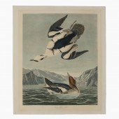 JOHN JAMES AUDUBON "WHITE NUN"