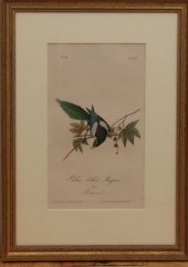 John James Audubon "Yellow bil