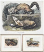 JOHN JAMES AUDUBON(New York, 1