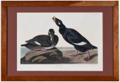 JOHN JAMES AUDUBON(New York, 1