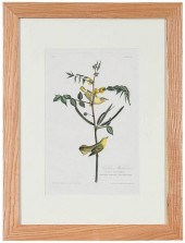 JOHN JAMES AUDUBON(New York, 1