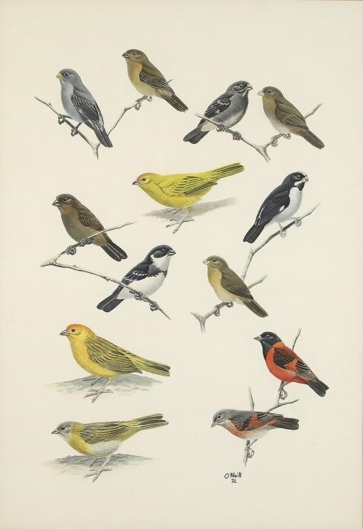 JOHN P. O'NEILL (B. 1942)Seedeaters