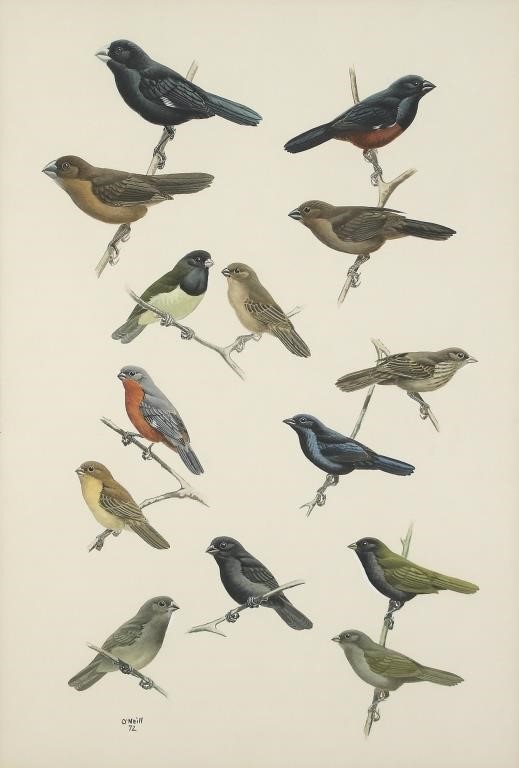 JOHN P. O'NEILL (B. 1942)Seedeaters