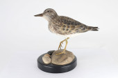 JOHN ROSSER PECTORAL SANDPIPER