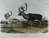 JOHN WOODHOUSE AUDUBON (1812-1